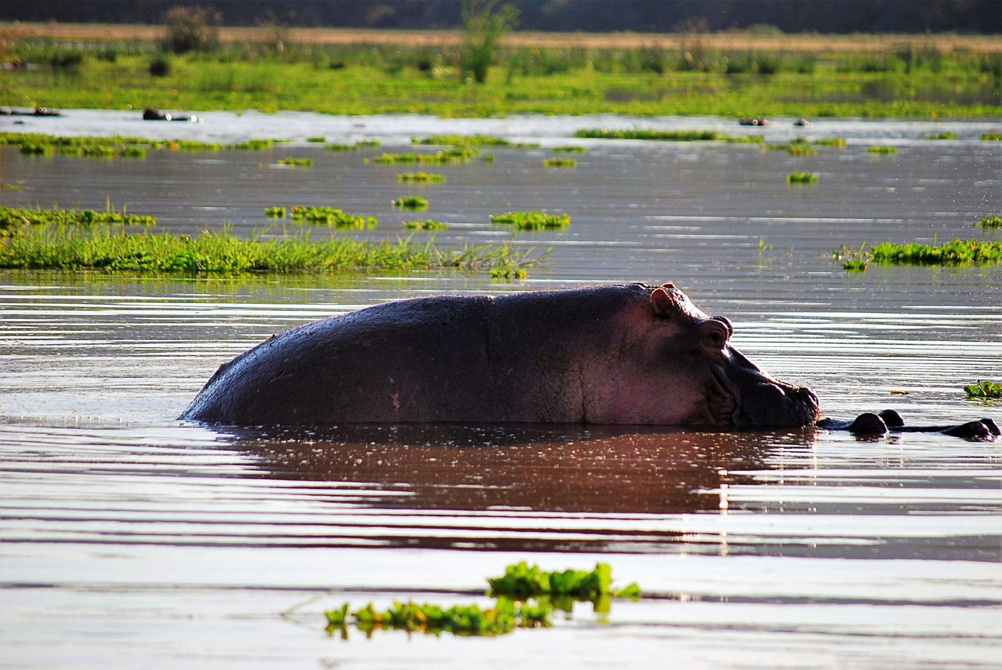 2 days Safari Lake Manyara and Ngorongoro Cretor image